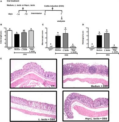 Hsp65-Producing Lactococcus lactis Prevents Inflammatory Intestinal Disease in Mice by IL-10- and TLR2-Dependent Pathways